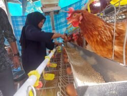 Sukses GAYATRI Keluarga di Desa Mori Mandiri Beternak Ayam dan Tingkatkan Penghasilan