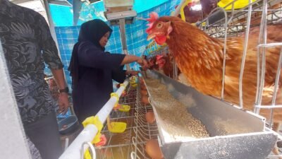 Sukses GAYATRI Keluarga di Desa Mori Mandiri Beternak Ayam dan Tingkatkan Penghasilan